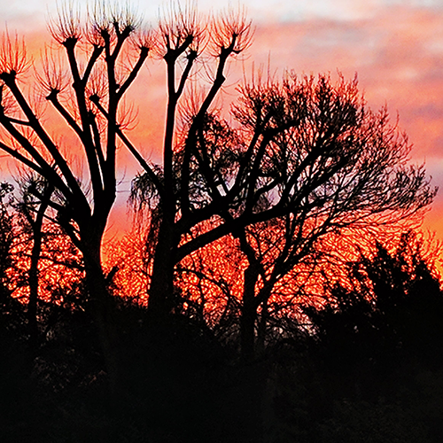 Moon Jam 2023 sunrise trees