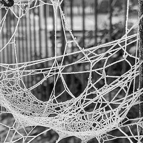 Moon Jam 2023 spider web