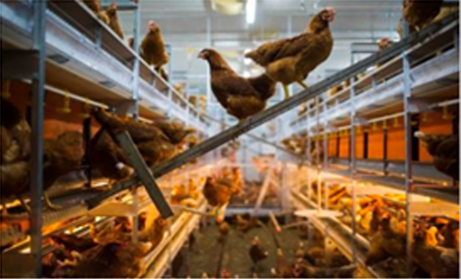 laying hen accommodation